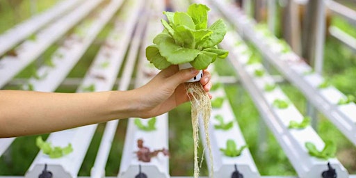 Atlantis Hydroponics - Hydroponics 101- Includes Kratky Jar with plant