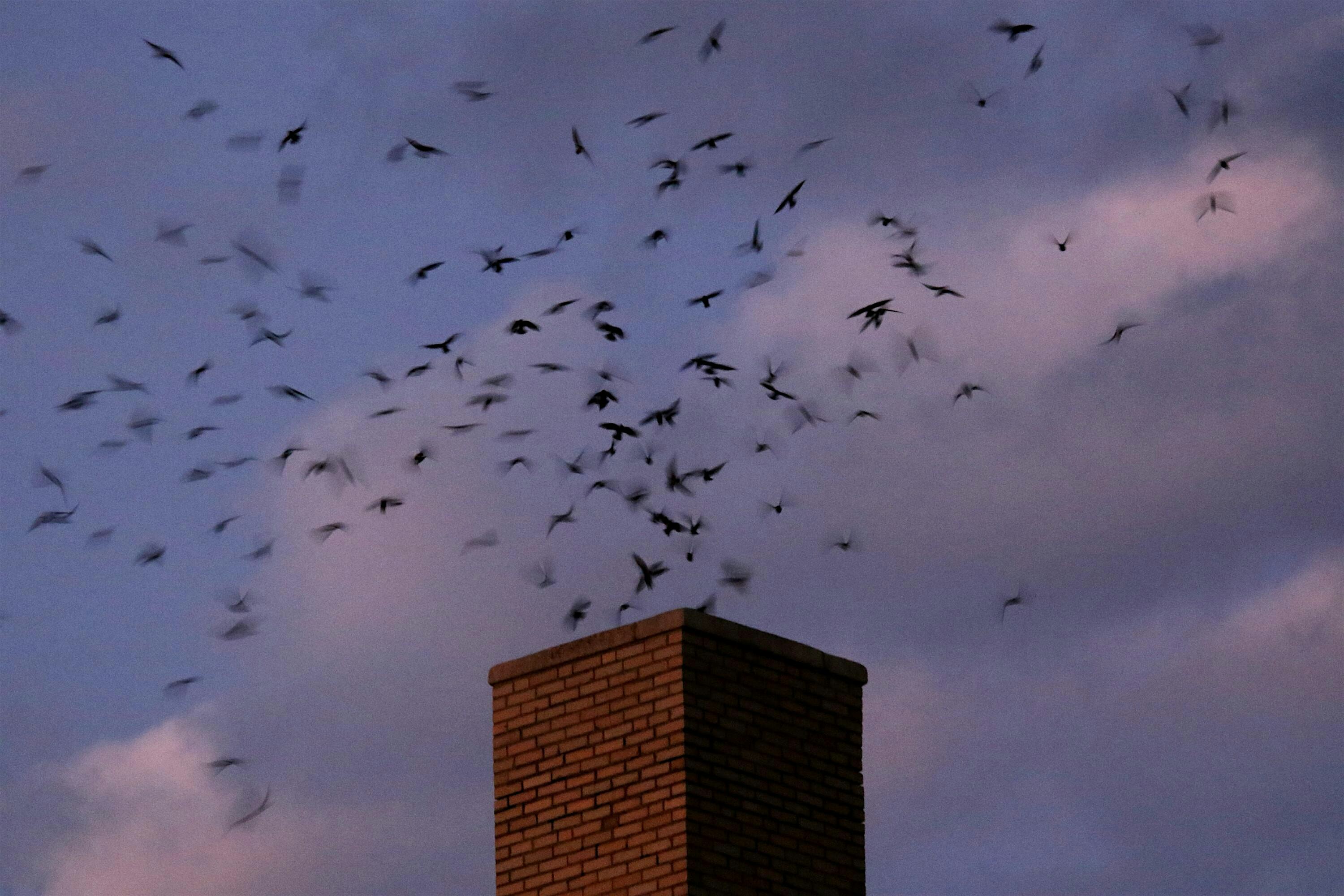 Chimney Swift Watch