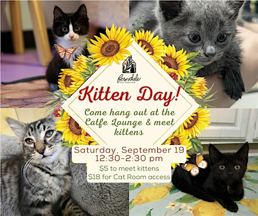 Kitten Pop Up