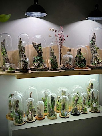 *Crystal Edition* Create Your Own Bioactive Terrarium
