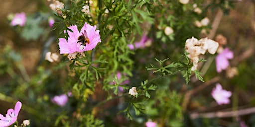 Gardening for Wildlife
