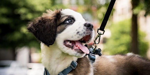 Individuele wandelconsultatie: Rustig op stap met je hond