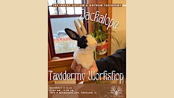 Jackalope Taxidermy Class with Gotham Taxidermy