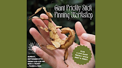 Giant Prickly Stick Bug Pinning Workshop + LIVE Meet and Greet!