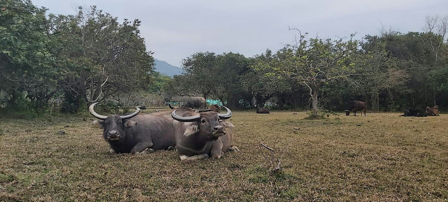 與牛同行 Lantau Cattle Walk