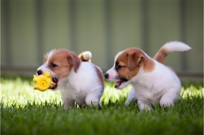 Puppy Socialization Class at Goodheart Broadway (17 weeks-6 Months)