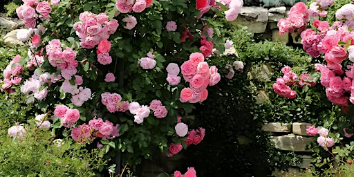 Workshop in Wien: Die Kraft der Rose