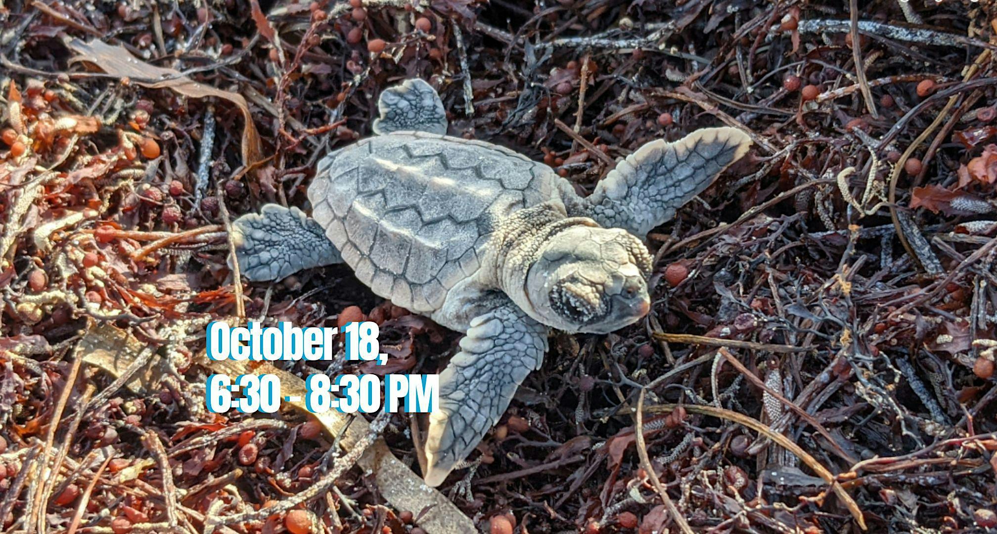 Bill Baggs FIRESIDE TALKS: Turtles, Tides & Tales from the Deep