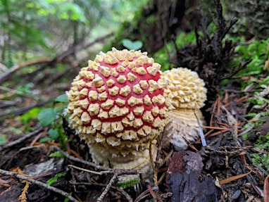 Mushroom Walk