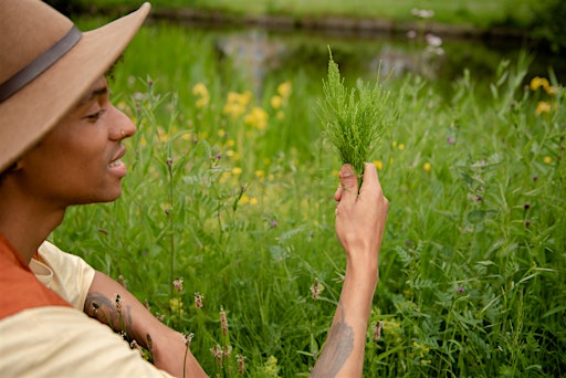 Discover Wild Medicinal Herbs