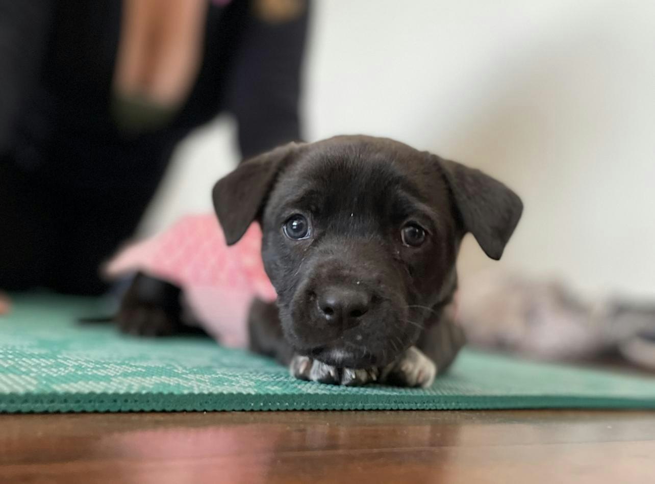 Rescue Puppy Yoga @ Oak Highlands Brewery