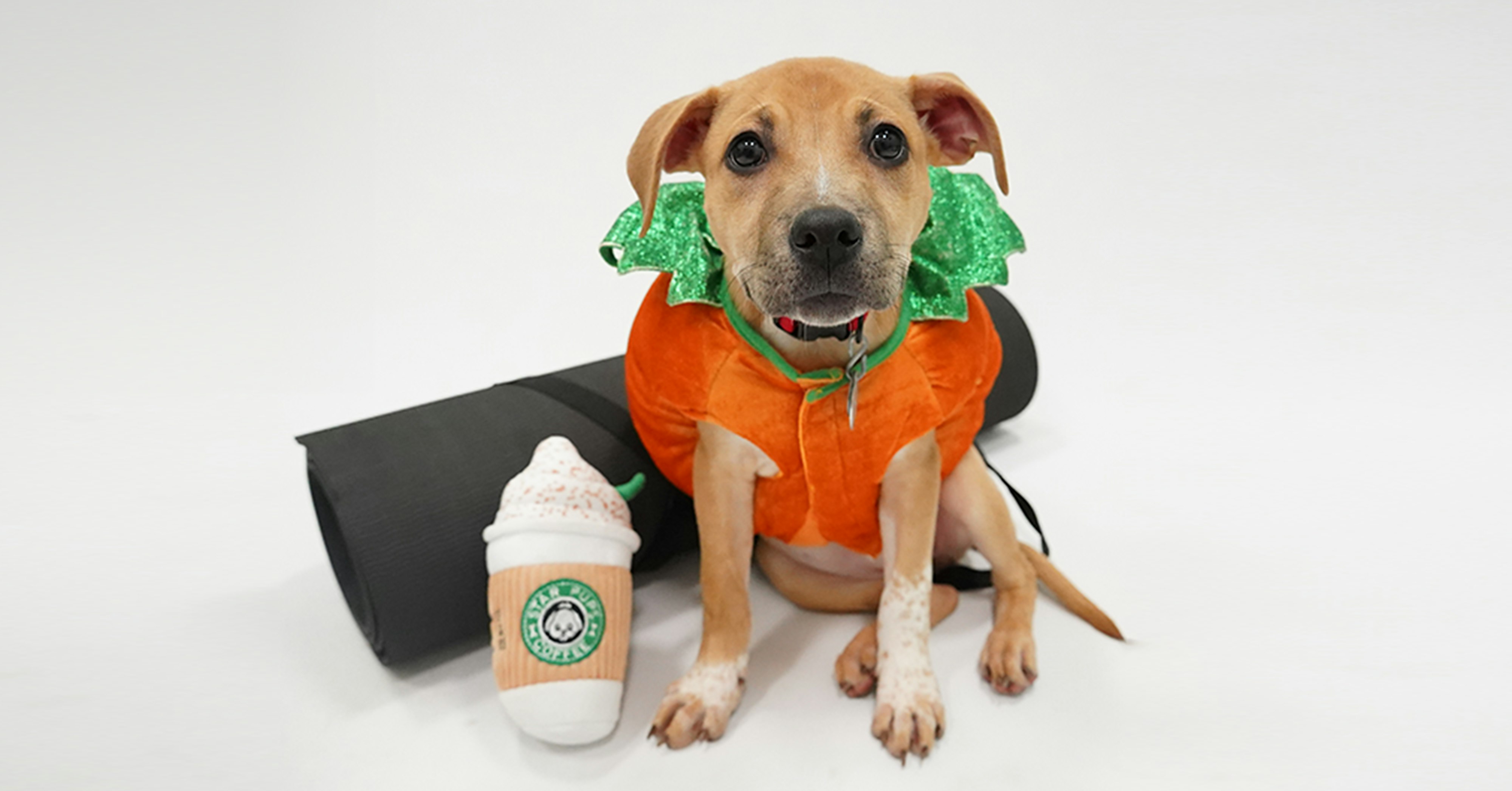 Halloween Puppy Yoga