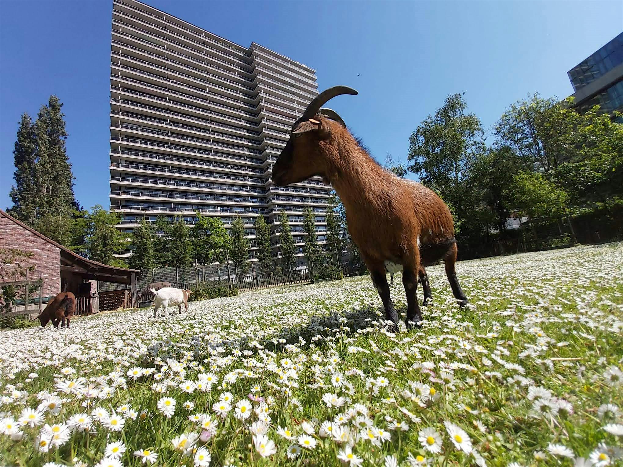 Visite de la ferme du parc Maximilien