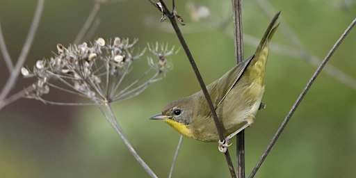 Wednesday Evening Fall Migration Bird Walk Series