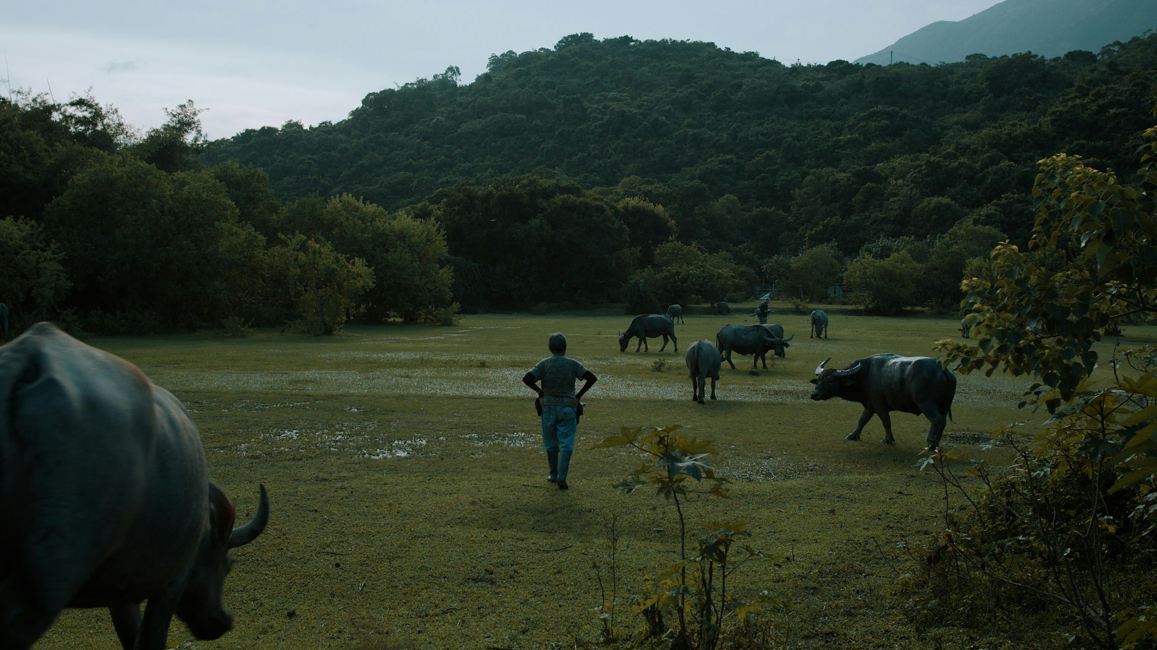 《牛媽》放映會 | 'Mother of Buffalo' Screening