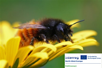 À la découverte des pollinisateurs (adolescents et adultes)
