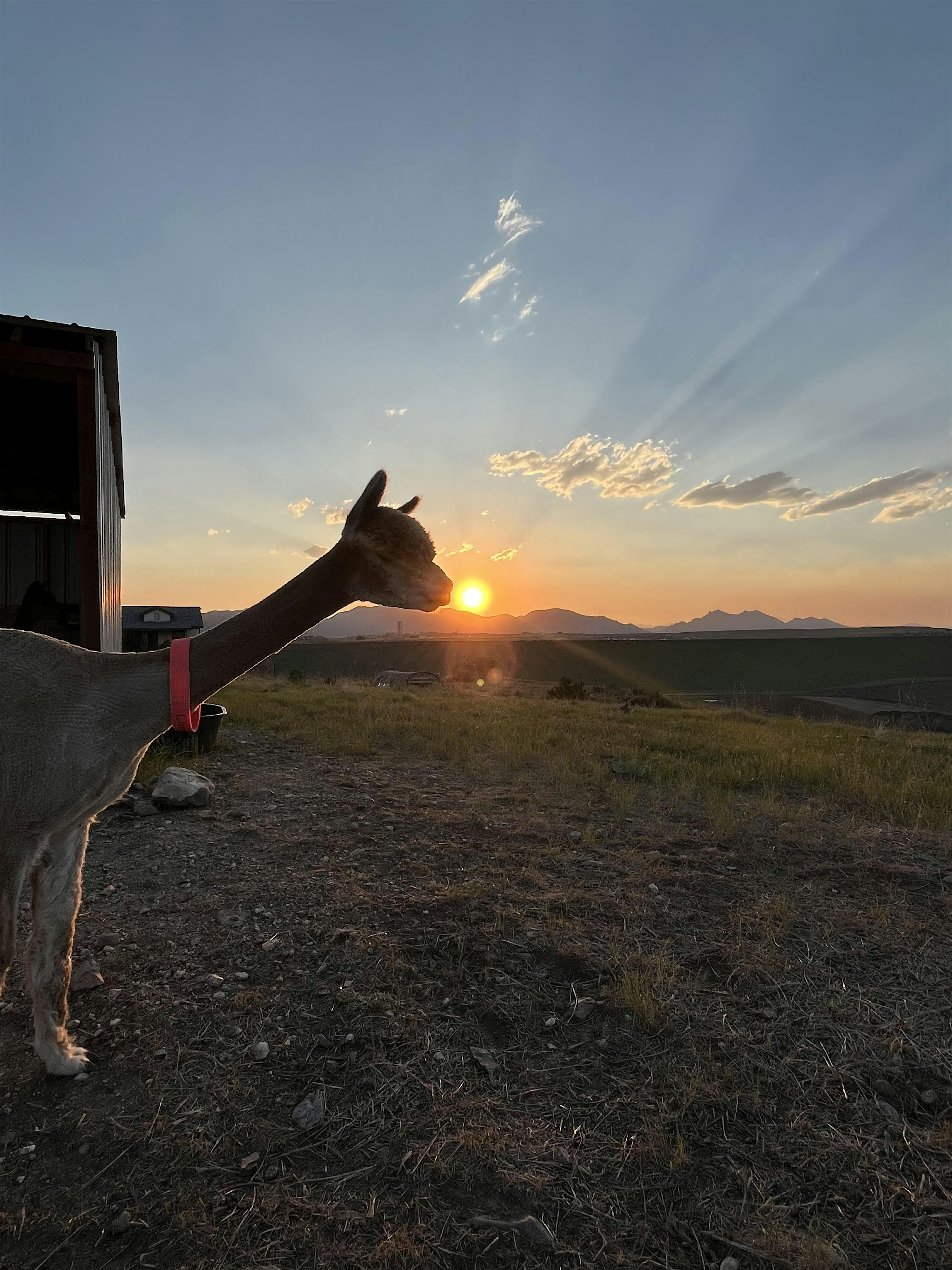 Sunset Alpaca Farm Tour