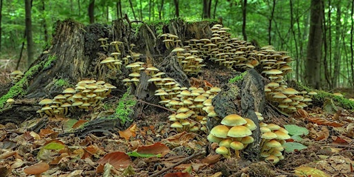 Family Magic of Mushrooms (8+)