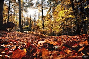 Waldfotografie