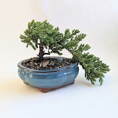 Bonsai 101 (Cambridge)