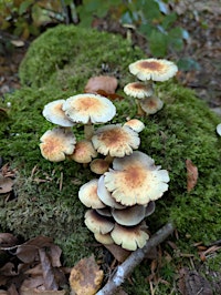 Mushroom Walk