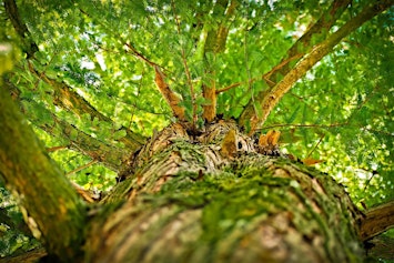 Trees of the Preserve