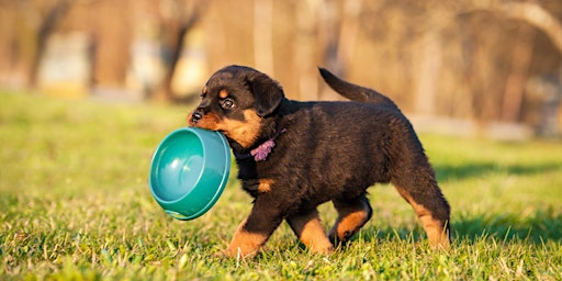 Puppy Start Avond Sint-Denijs-Westrem