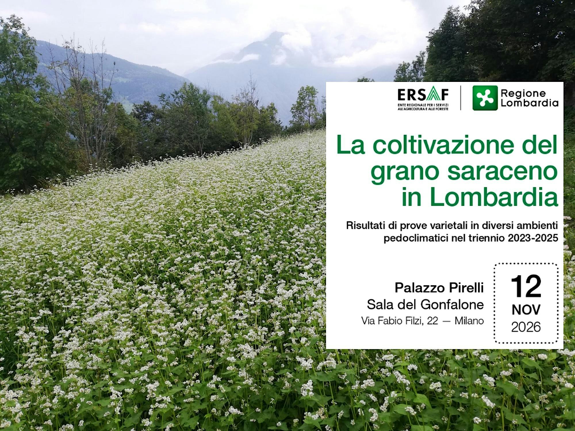 La coltivazione del grano saraceno in Lombardia
