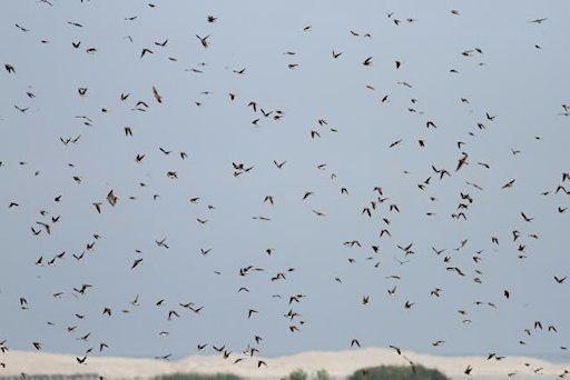 Trekvogels van Castricum (op de fiets)