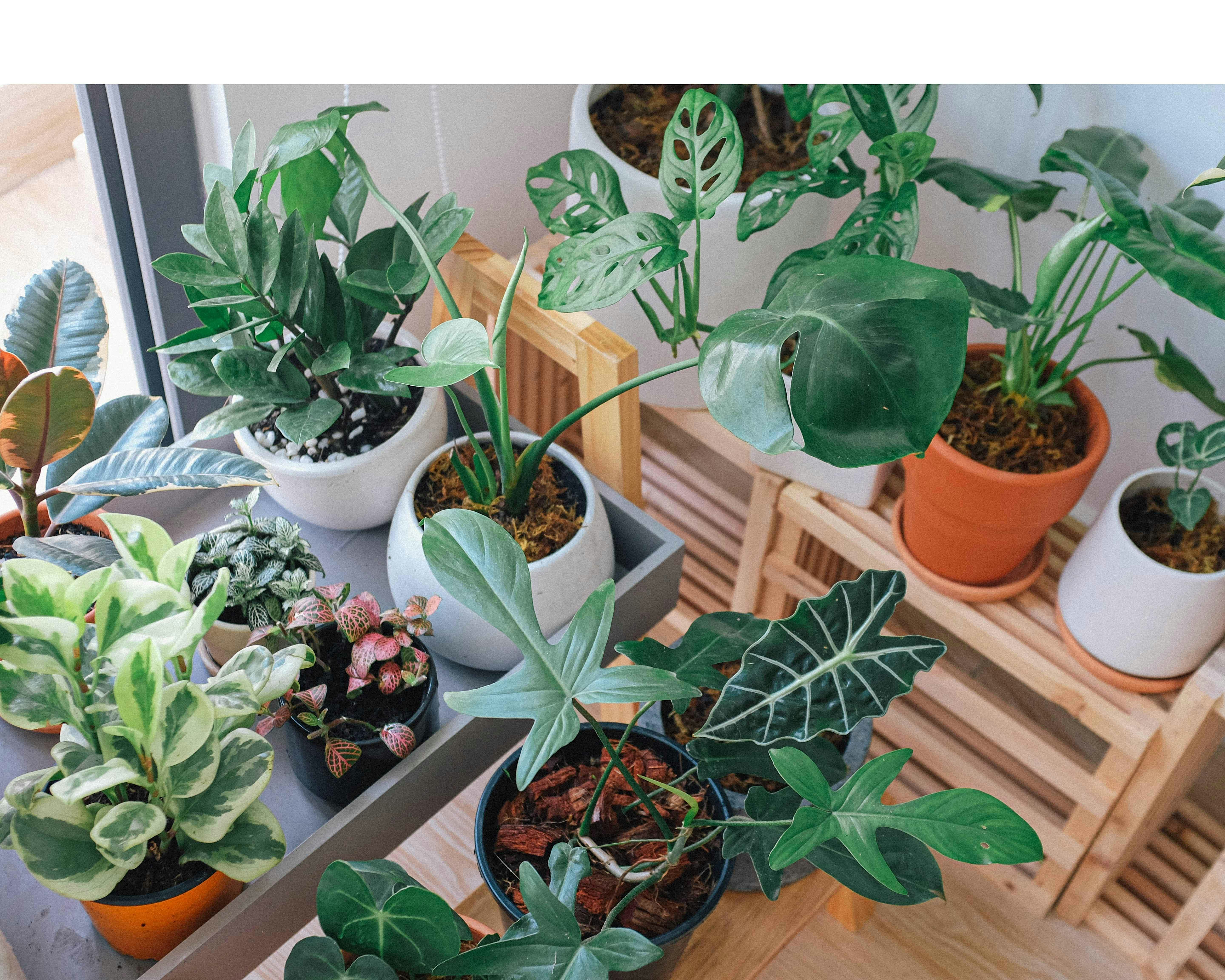 Plant Bingo