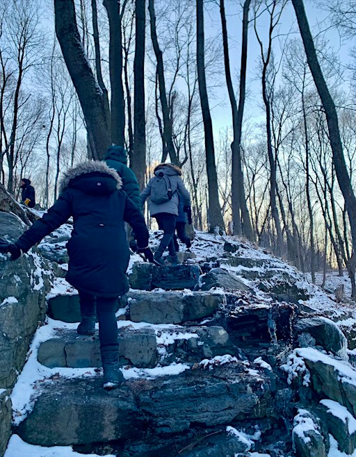 Winter Forest Bathing with Moire