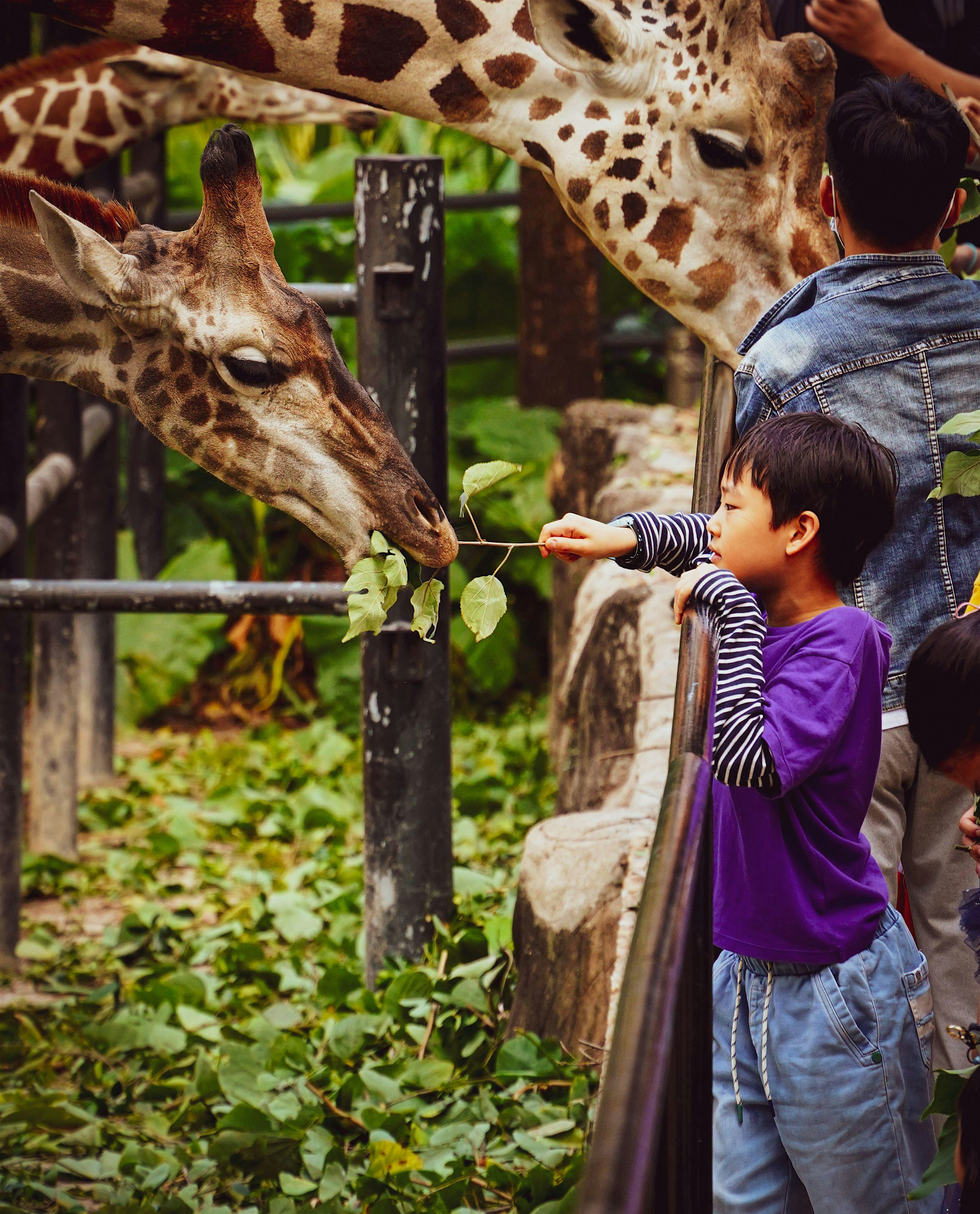 Zoological Garden Free Visit
