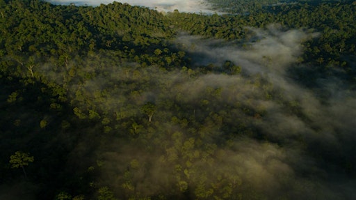 Safeguarding Anthropocene tropical forests