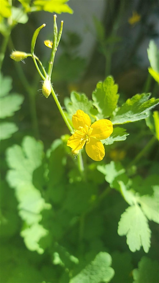 Balades Botaniques  : les plantes à nos pieds