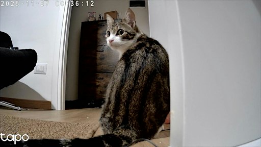 Roman Dinner at local's home with the cutest cat and Roman History