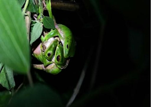 Frogs from Scotland to the Caribbean. Live talk