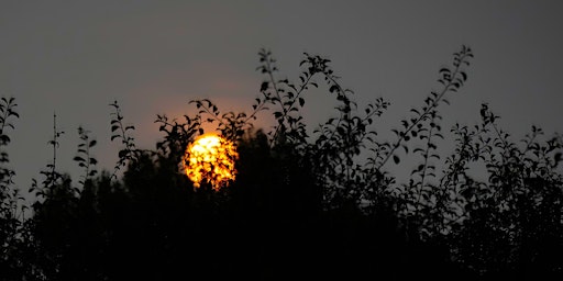 Vollemaan en Vleermuizen Wandeling, zaterdag 26 september  19.30  uur