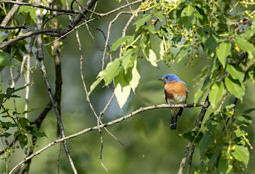 Welcome to Birding at Eliza Howell Park