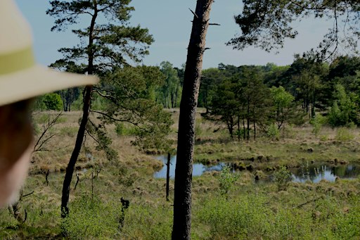 Filosofische boswandeling door bijzonder Mastbos bij Breda