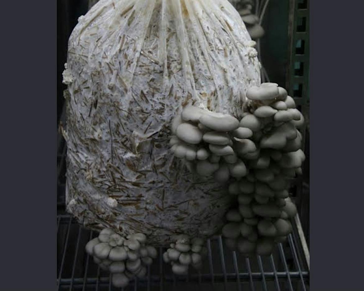 Seniors 101: Mushroom Cultivation Workshop