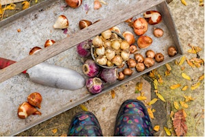 Planting Bulbs in the Fall for Spring Glory