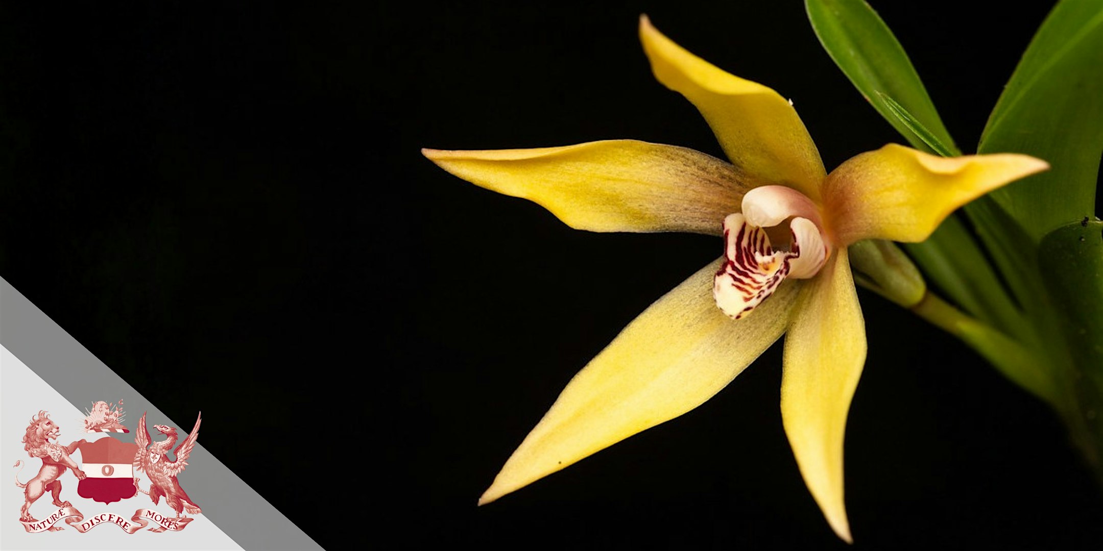 Symposium | Orchidaceae | Taxonomy, Diversification, and Biogeography