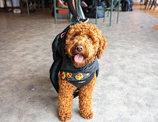 Howl'o'ween Dog Tea Party