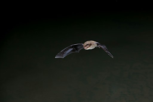 Bat Walk at Walthamstow Wetlands