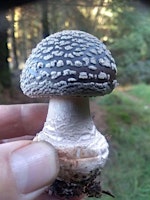Mushroom forage at Redisher Wood