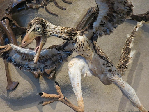 The story of birds: From the Jurassic to today (Theatre)