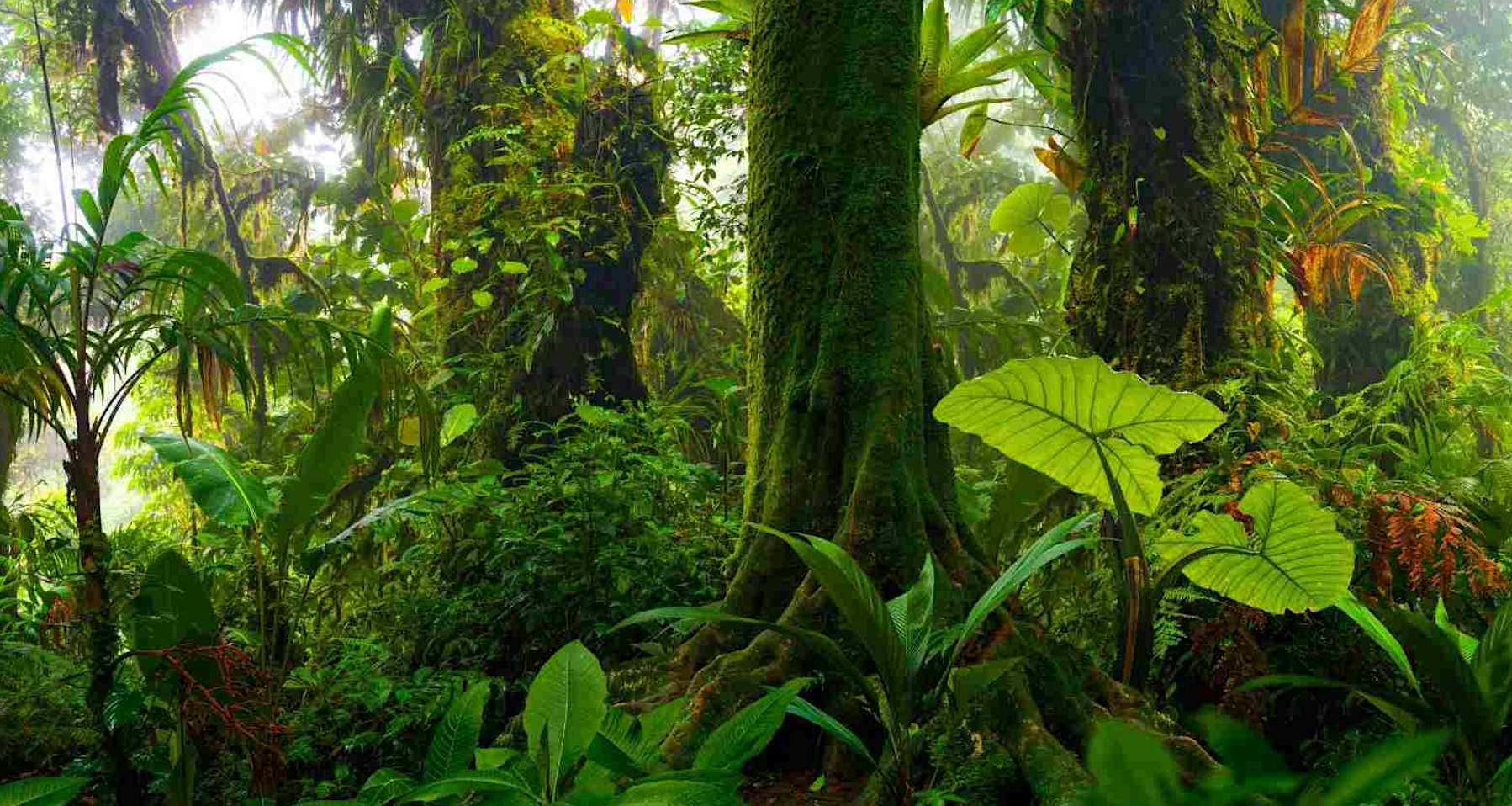 Meditation in the Rainforest