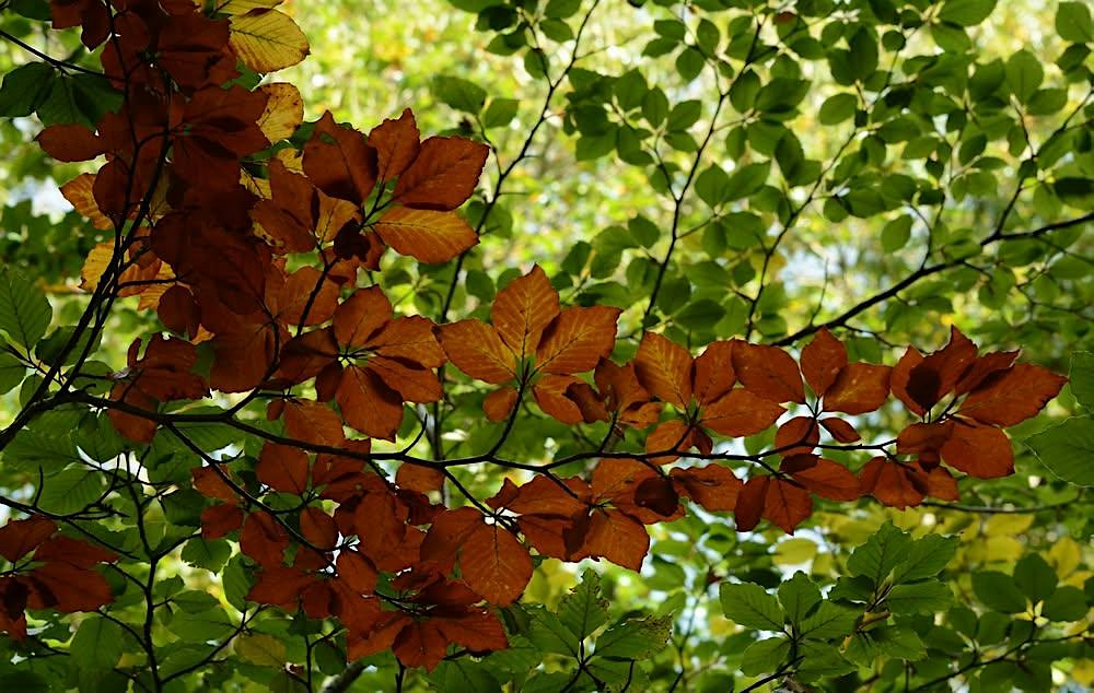 Autumnal Woodland Relaxation with Sharon Stiles (in Bristol and online)