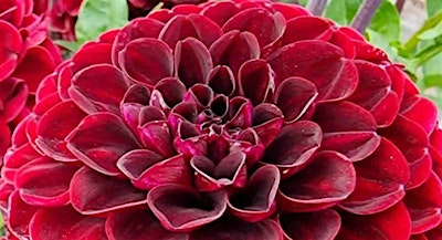 Browse and Bloom in Downtown Kent