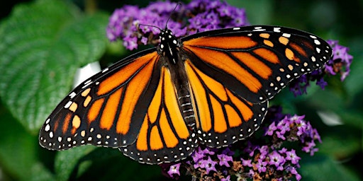 Monarch Butterfly Tag and Release - Saturday 9/19 - 11:00 AM Session